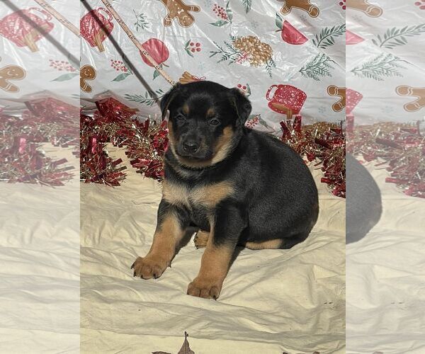 Medium Photo #2 Doberman Pinscher-German Shepherd Dog Mix Puppy For Sale in HOPKINSVILLE/PRINCETON, KY, NH, USA