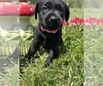 Small #1 Labrador Retriever