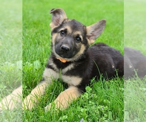 German Shepherd Dog Puppy for sale in WARREN, MA, USA