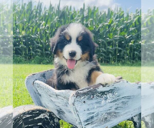 Medium Photo #4 Bernedoodle (Miniature) Puppy For Sale in GORDONVILLE, PA, USA