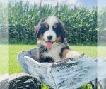 Small #3 Bernedoodle (Miniature)