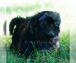 Small Photo #44 Shih Tzu Puppy For Sale in WARSAW, IN, USA