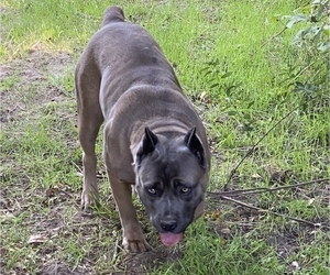 Mother of the Cane Corso puppies born on 12/05/2022