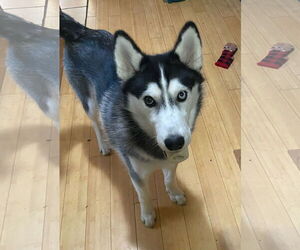Siberian Husky Dogs for adoption in Lee's Summit, MO, USA