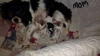 Mother of the Cavalier King Charles Spaniel puppies born on 01/26/2018