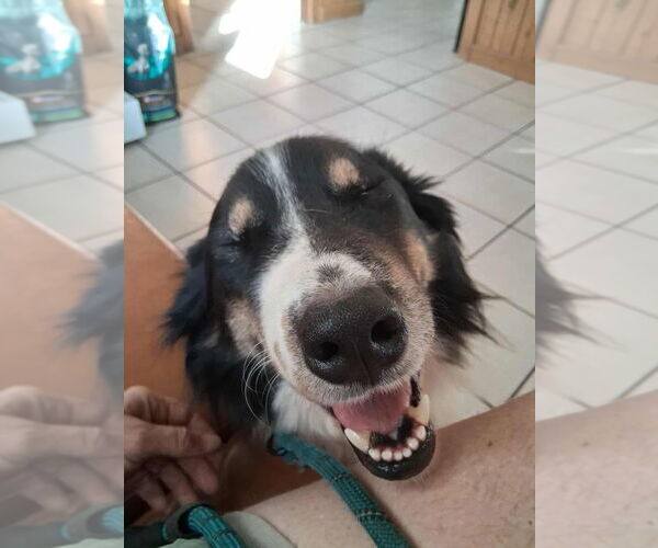 Medium Photo #3 Collie Puppy For Sale in Bullard, TX, USA