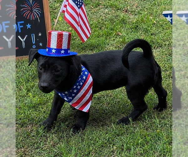 Medium Photo #4 Dachshund Puppy For Sale in Yardley, PA, USA