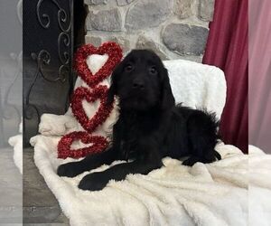 Labradoodle Puppy for sale in GREENCASTLE, PA, USA