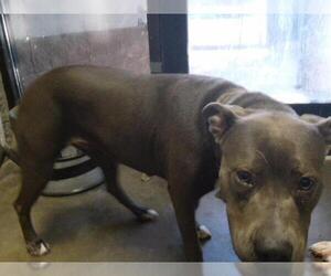 Mutt Dogs for adoption in Tulsa, OK, USA