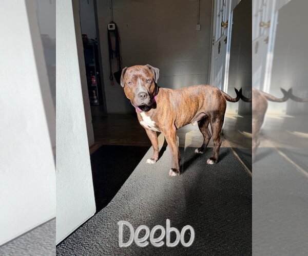 Medium Photo #11 American Staffordshire Terrier-Mastiff Mix Puppy For Sale in Port Clinton, OH, USA
