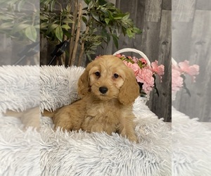 Cockapoo Puppy for sale in CANOGA, NY, USA