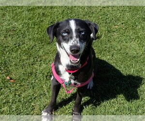 Border Collie Dogs for adoption in San Clemente, CA, USA