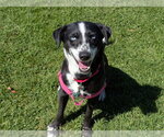 Small Border Collie