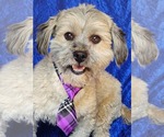 Small #1 Havanese Mix