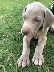 Weimaraner Puppy for sale in WHITEWRIGHT, TX, USA