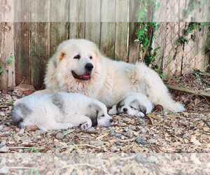 Mother of the Great Pyrenees puppies born on 04/03/2022