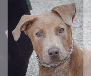 London - Female Labmaraner Dog for Adoption - Photo #2