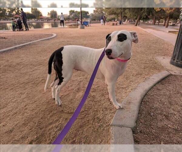 Medium Photo #3 Bull Terrier-Unknown Mix Puppy For Sale in Las Vegas, NV, USA