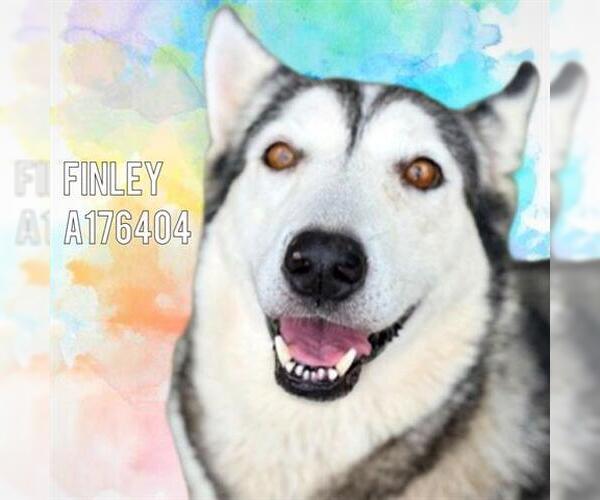 Medium Photo #1 Siberian Husky Puppy For Sale in Tulsa, OK, USA