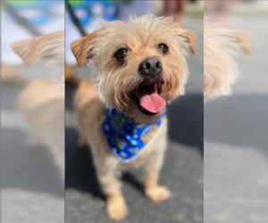 Benji in RI - Male Mutt Dog for Adoption - Photo #4