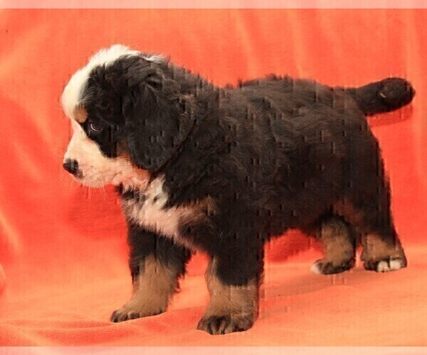 Medium Photo #6 Bernese Mountain Dog Puppy For Sale in Hatvan, Heves, Hungary