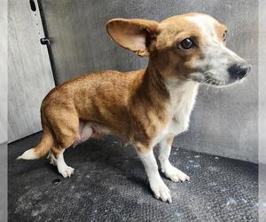 Mutt Dogs for adoption in San Antonio, TX, USA