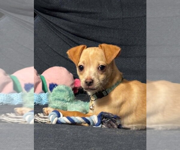 Medium Photo #2 Chiweenie Puppy For Sale in Springdale, PA, USA