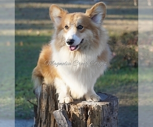 Father of the Pembroke Welsh Corgi puppies born on 02/15/2024