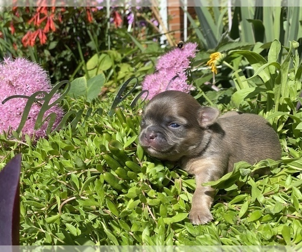 Medium Photo #11 Bullhuahua-Chihuahua Mix Puppy For Sale in RAWSONVILLE, MI, USA