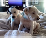 Small Photo #59 American Pit Bull Terrier-Labrador Retriever Mix Puppy For Sale in MOORESBORO, NC, USA