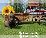 Puppy Yellow girl Labrador Retriever