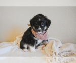Small Photo #7 Miniature Australian Shepherd Puppy For Sale in FORT RUCKER, AL, USA