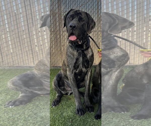 Medium Photo #1 Mutt Puppy For Sale in Goodyear, AZ, USA