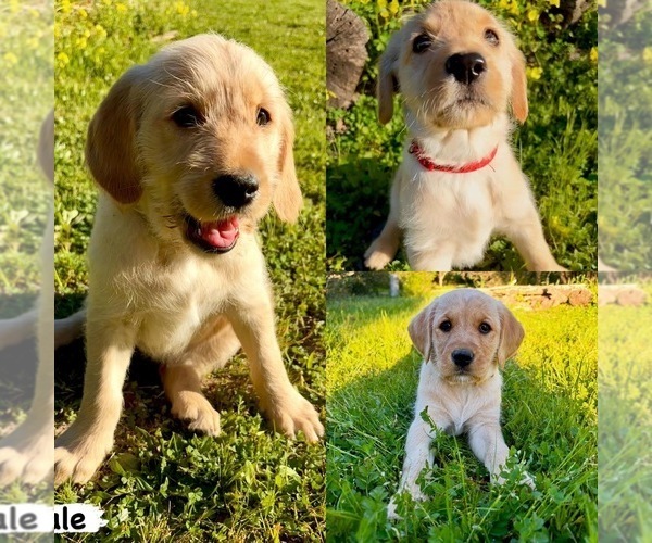 Medium Photo #1 Goldador Doodle Puppy For Sale in ARROYO GRANDE, CA, USA
