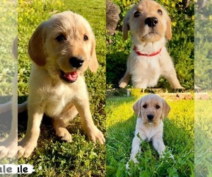 Goldador Doodle Puppy for sale in ARROYO GRANDE, CA, USA