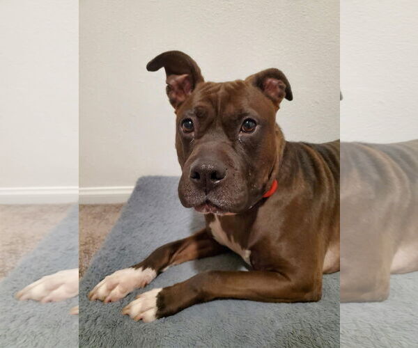 Medium Photo #1 American Pit Bull Terrier-American Staffordshire Terrier Mix Puppy For Sale in Lake Elsinore, CA, USA