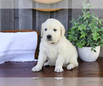 Small #1 English Cream Golden Retriever