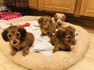 Dachshund Puppy for sale in BEDFORD PARK, IL, USA