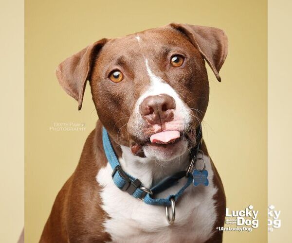 Medium Photo #15 Labrador Retriever-Unknown Mix Puppy For Sale in Washington, DC, USA