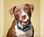 Small Photo #15 Labrador Retriever-Unknown Mix Puppy For Sale in Washington, DC, USA