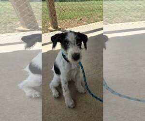 Mutt Dogs for adoption in Rustburg, VA, USA