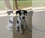 Small Mutt