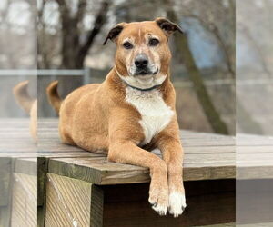 Harper - Female Labrador Retriever-Unknown Mix Dog for Adoption - Photo #3