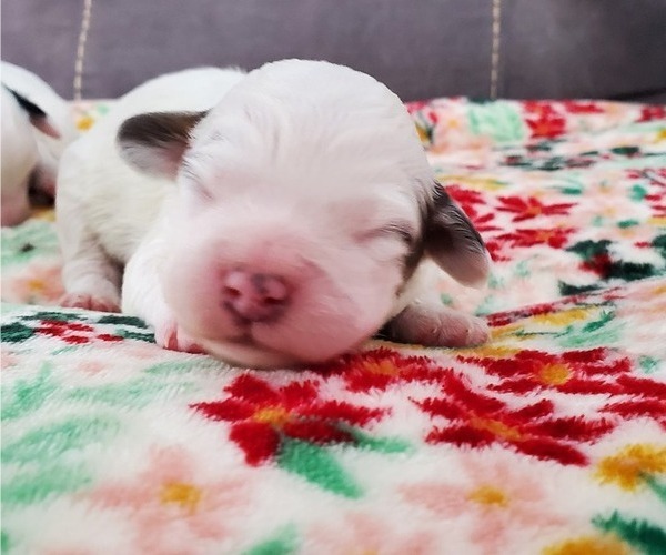 Medium Photo #29 Bernedoodle (Miniature) Puppy For Sale in LEETONIA, OH, USA