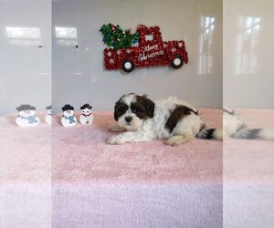 Zuchon Puppy for sale in MOUNT PLEASANT, MI, USA