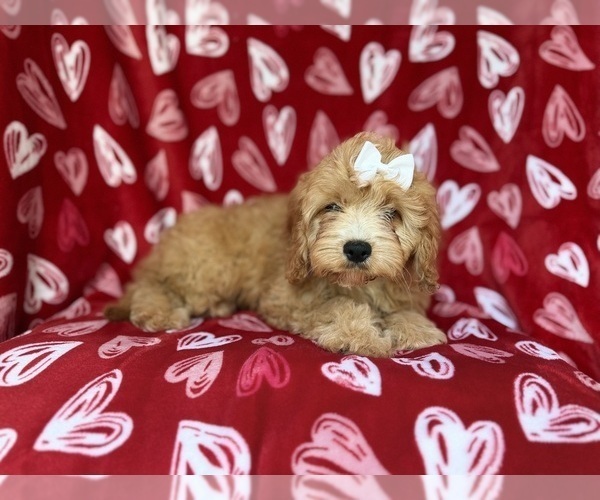 Medium Photo #5 Goldendoodle (Miniature) Puppy For Sale in LAKELAND, FL, USA