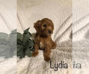 Goldendoodle-Poodle (Miniature) Mix Puppy for sale in FREDERICKSBG, OH, USA
