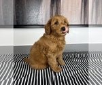 Small Photo #2 Goldendoodle (Miniature) Puppy For Sale in FRANKLIN, IN, USA