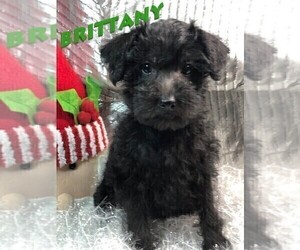 Schnoodle (Miniature) Puppy for sale in ROLLA, MO, USA