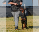 Small Photo #37 Doberman Pinscher Puppy For Sale in FORT LAUDERDALE, FL, USA